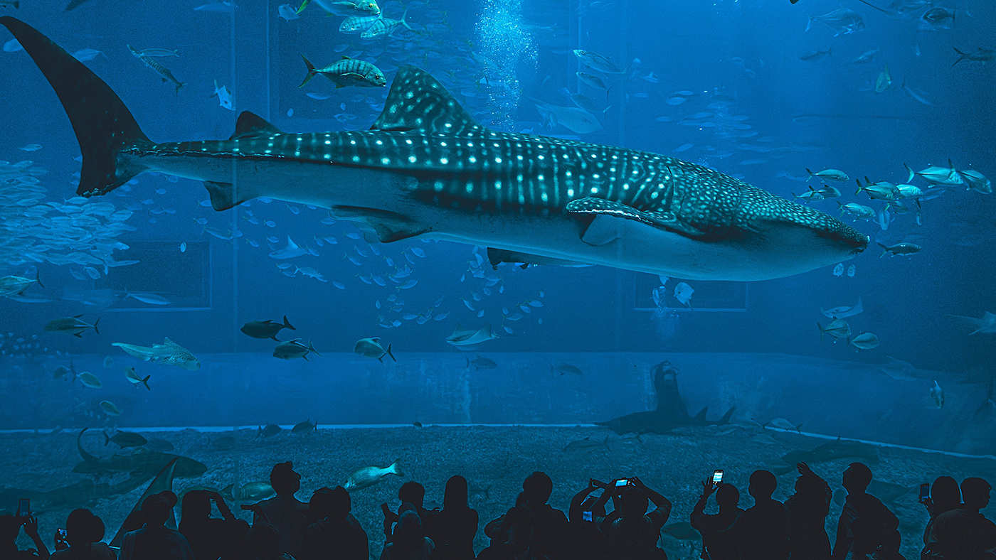 WITIVE 2025 Okinawa Team Workshop – Moving Beyond Collaboration Toward Connection